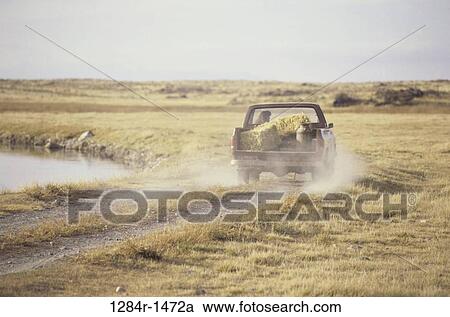 Stock Image - hay, transportation, truck, dirt road, hauling, haul. Fotosearch
