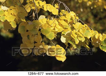 Stock Photo - Idaho, USA. Fotosearch