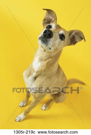 indoors, dog, animal, attention, sitting, captivated, attentive View Large Photo Image Stock Image - indoors, dog, animal, attention, sitting, captivated, attentive. Fotosearch
