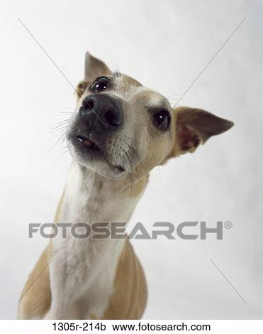 inquisitive, want, attention, pleading, dog, animal, attentive View Large Photo Image Stock Image - inquisitive, want, attention, pleading, dog, animal, attentive. Fotosearch