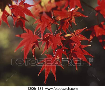 Japanese Maple View Large Photo Image Stock Image - Japanese Maple. Fotosearch