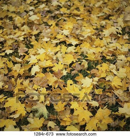 leaves, autumn, nature, season, Autumn details View Large Photo Image Stock Image - leaves, autumn, nature, season, Autumn details. Fotosearch
