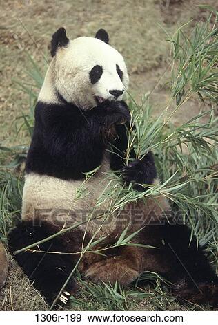 Stock Photo - leaves, eating, sitting, bamboo, feeding, hungry, animal. Fotosearch