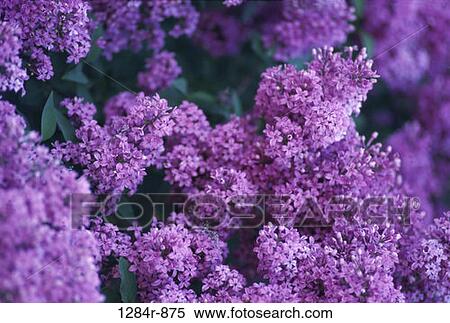 Lilac Blooms View Large Photo Image Stock Photography - Lilac Blooms. Fotosearch