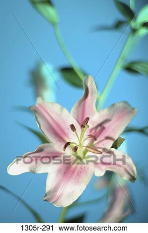 Lily View Large Photo Image Stock Image - Lily. Fotosearch