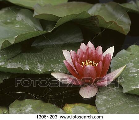Lotus View Large Photo Image Stock Image - Lotus. Fotosearch