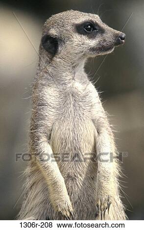Stock Photo - Meerkat. Fotosearch
