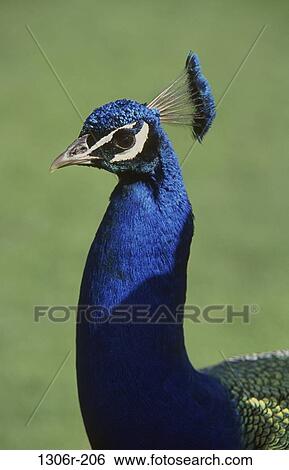 Peacock View Large Photo Image Stock Photograph - Peacock. Fotosearch