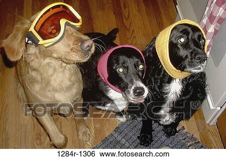 pets, humor, animal, dogs, mammal, Dogs various View Large Photo Image Stock Photograph - pets, humor, animal, dogs, mammal, Dogs various. Fotosearch