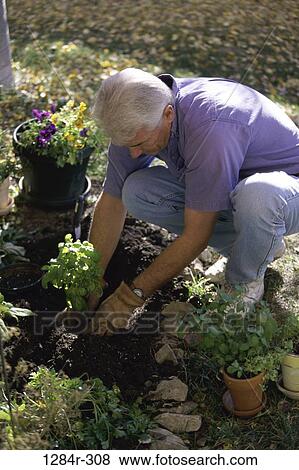 plant, people, plants, senior, flowers, gardening View Large Photo Image Stock Photo - plant, people, plants, senior, flowers, gardening. Fotosearch