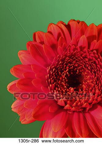 plant, red, flower, nature, blooming, detail View Large Photo Image Stock Photograph - plant, red, flower, nature, blooming, detail. Fotosearch
