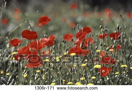Poppies View Large Photo Image Stock Image - Poppies. Fotosearch