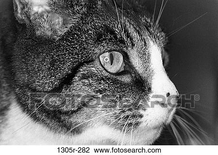 profile, whiskers, cat, stripes, striped, black and white View Large Photo Image Stock Image - profile, whiskers, cat, stripes, striped, black and white. Fotosearch