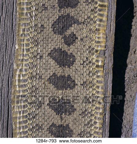 Rattlesnake Skin View Large Photo Image Stock Image - Rattlesnake Skin. Fotosearch