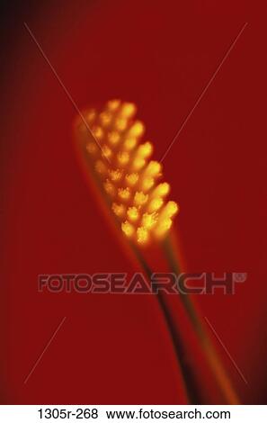 red, still life, toothbrush, monochromatic, hygiene, housewares View Large Photo Image Stock Photo - red, still life, toothbrush, monochromatic, hygiene, housewares. Fotosearch