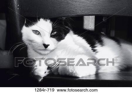 relaxed, chair, cat, lounge, black and white, lounging View Large Photo Image Stock Photo - relaxed, chair, cat, lounge, black and white, lounging. Fotosearch