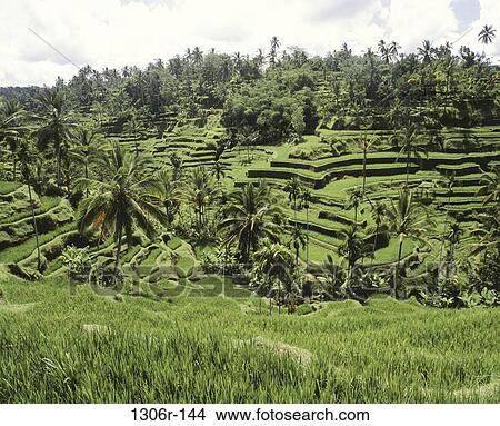 Picture - Rice Terraces. Fotosearch