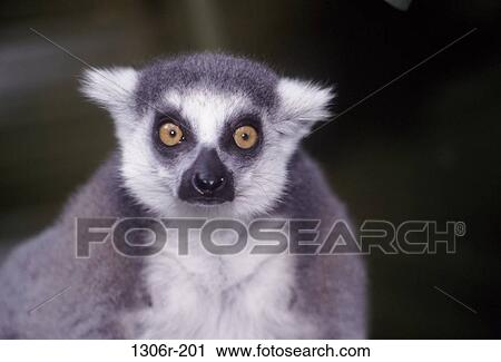 Ring-tailed Lemur View Large Photo Image Stock Image - Ring-tailed Lemur. Fotosearch