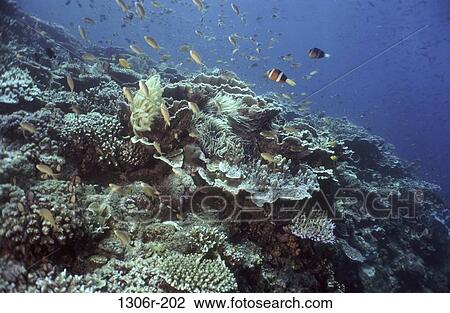 sea, school, coral, rocky, animal, underwater View Large Photo Image Stock Image - sea, school, coral, rocky, animal, underwater. Fotosearch