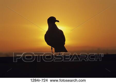 Picture - seagull. Fotosearch
