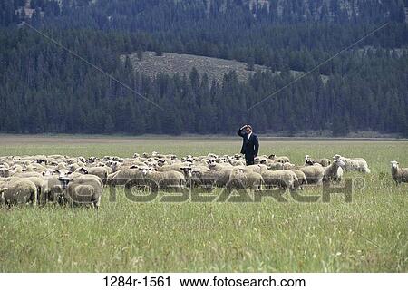 sheep, lost, flock, herd, confusion, business View Large Photo Image Stock Image - sheep, lost, flock, herd, confusion, business. Fotosearch