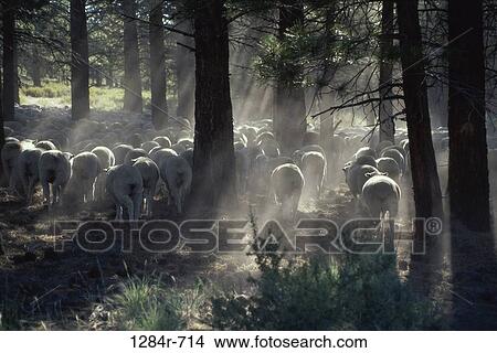 Sheep View Large Photo Image Picture - Sheep. Fotosearch
