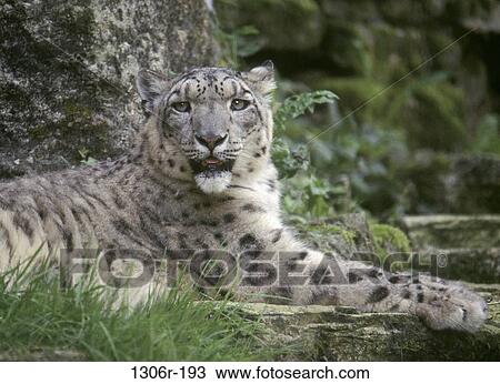 Snow Leopard View Large Photo Image Stock Image - Snow Leopard. Fotosearch