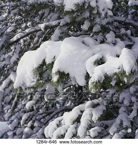 Stock Photograph - snow, winter, nature, branches, detail. Fotosearch