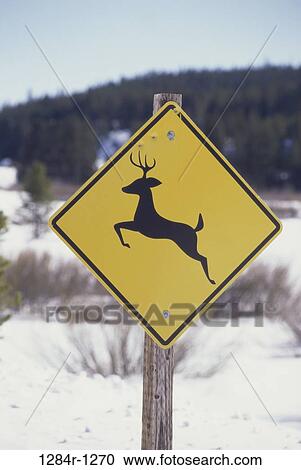 Stock Image - snow, winter, sign, deer, caution, signage. Fotosearch
