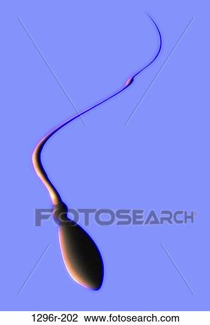 Sperm View Large Photo Image Stock Image - Sperm. Fotosearch