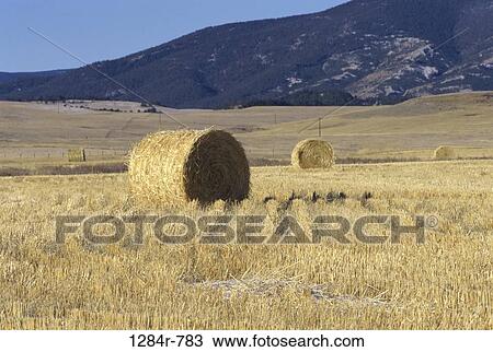 Stanford, Montana, USA View Large Photo Image Stock Image - Stanford, Montana, USA. Fotosearch