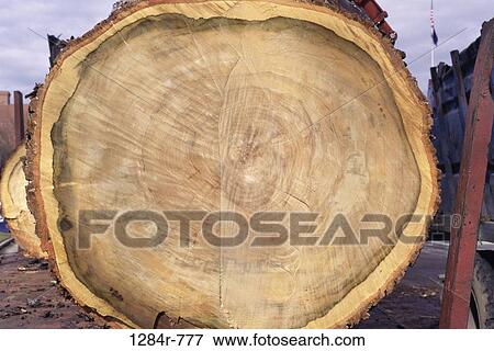 Sugar Maple View Large Photo Image Stock Photo - Sugar Maple. Fotosearch