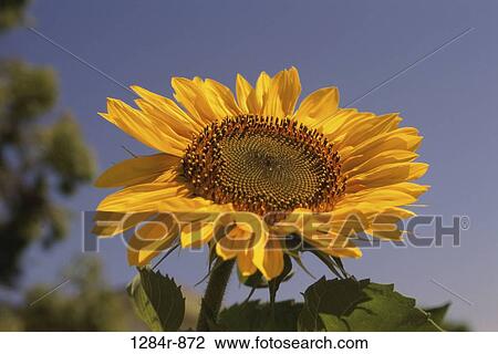 Sunflower View Large Photo Image Stock Image - Sunflower. Fotosearch