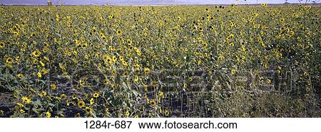 Sunflowers View Large Photo Image Stock Photo - Sunflowers. Fotosearch