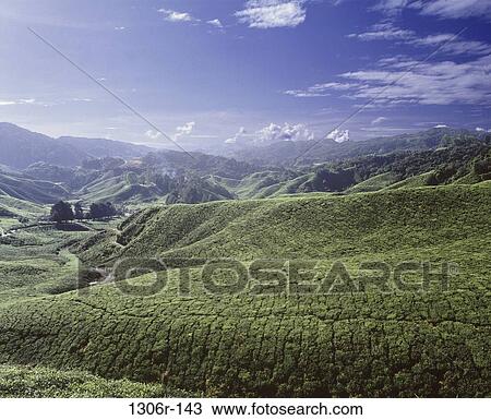 Tea Plantation View Large Photo Image Stock Image - Tea Plantation. Fotosearch