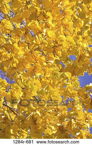 tree, leaves, autumn, nature, close-up, season, Autumn details View Large Photo Image Stock Image - tree, leaves, autumn, nature, close-up, season, Autumn details. Fotosearch