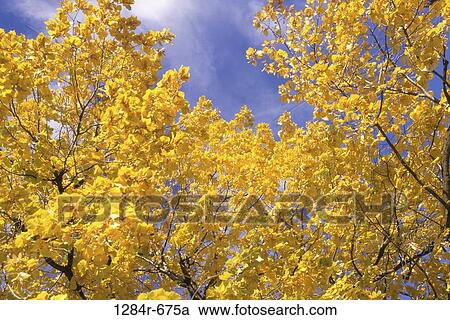 Stock Image - tree, leaves, autumn, nature, season, Autumn season. Fotosearch