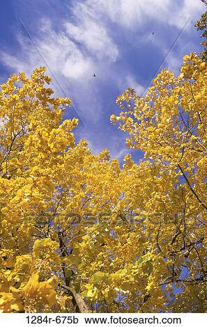 Stock Image - tree, leaves, autumn, nature, season, Autumn season. Fotosearch