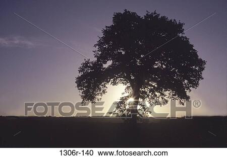 tree, morning, sun, silhouette, nature, dawn View Large Photo Image Stock Image - tree, morning, sun, silhouette, nature, dawn. Fotosearch
