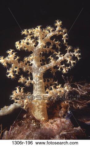 tree, sea, coral, soft, unique, animal View Large Photo Image Stock Photograph - tree, sea, coral, soft, unique, animal. Fotosearch
