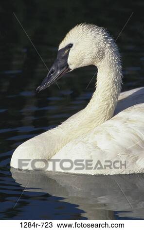 Trumpeter Swan View Large Photo Image Stock Image - Trumpeter Swan. Fotosearch
