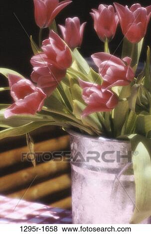Tulips View Large Photo Image Stock Photo - Tulips. Fotosearch