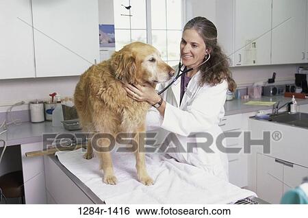 Stock Photograph - woman, dog, listening, pet, stethoscope, health. Fotosearch
