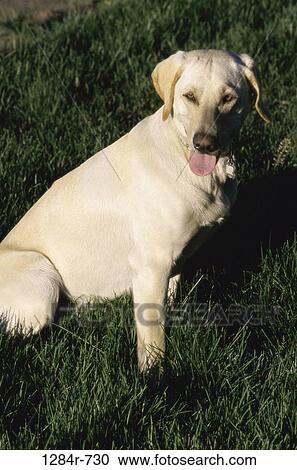 Yellow Labrador Retriever View Large Photo Image Stock Image - Yellow Labrador Retriever. Fotosearch
