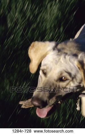 Yellow Labrador Retriever View Large Photo Image Stock Photo - Yellow Labrador Retriever. Fotosearch