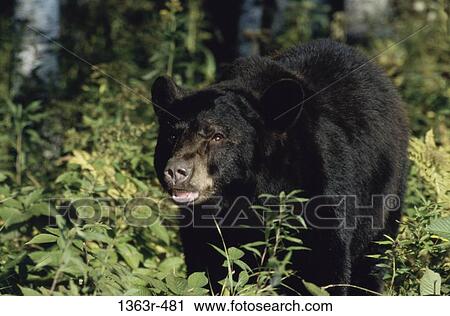 Stock Image - American Black Bear. Fotosearch
