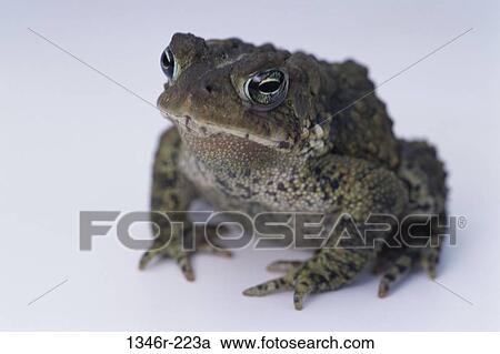 American Toad View Large Photo Image Stock Image - American Toad. Fotosearch