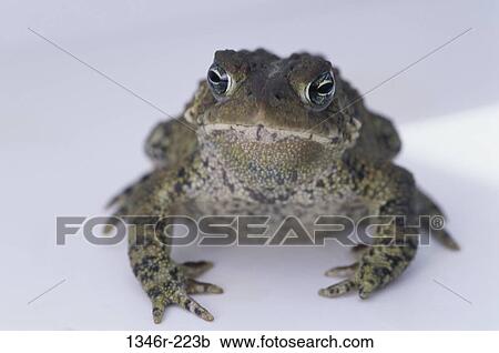 American Toad View Large Photo Image Stock Image - American Toad. Fotosearch