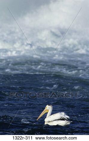 American White Pelican View Large Photo Image Stock Image - American White Pelican. Fotosearch