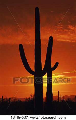 Arizona, USA View Large Photo Image Stock Photo - Arizona, USA. Fotosearch